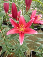 [5354 Kings Cross DJ No01.JPG]